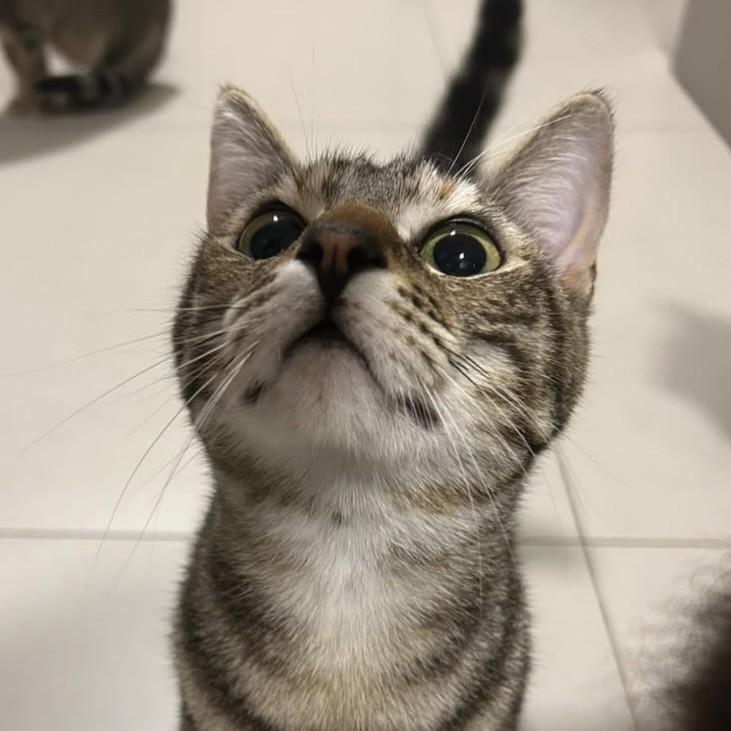 Nami, gata de porte pequeno para adoção em Nova Petrópolis - RS