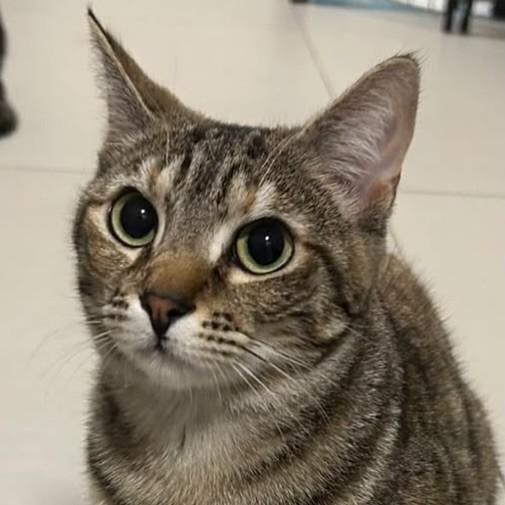 Nami, gata de porte pequeno para adoção em Nova Petrópolis - RS — foto 2 de 2
