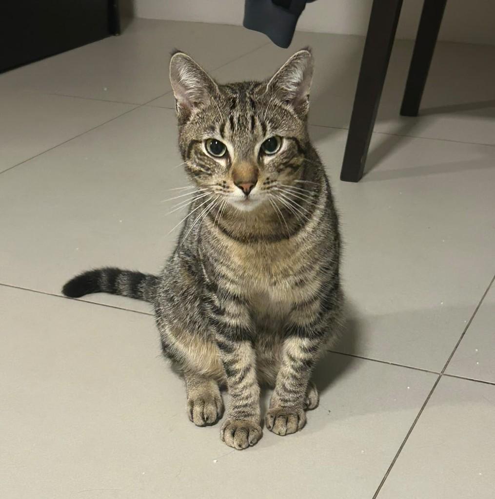 Chopper, gato de porte pequeno para adoção em Nova Petrópolis - RS