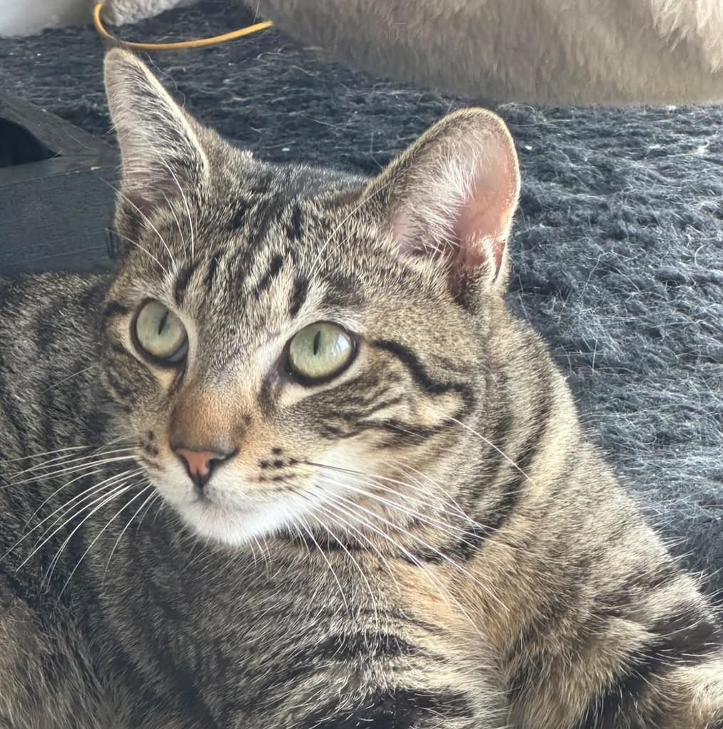 Chopper, gato de porte pequeno para adoção em Nova Petrópolis - RS — foto 2 de 3