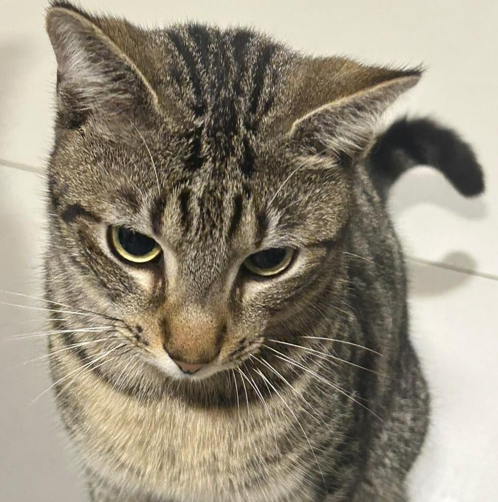 Chopper, gato de porte pequeno para adoção em Nova Petrópolis - RS — foto 3 de 3