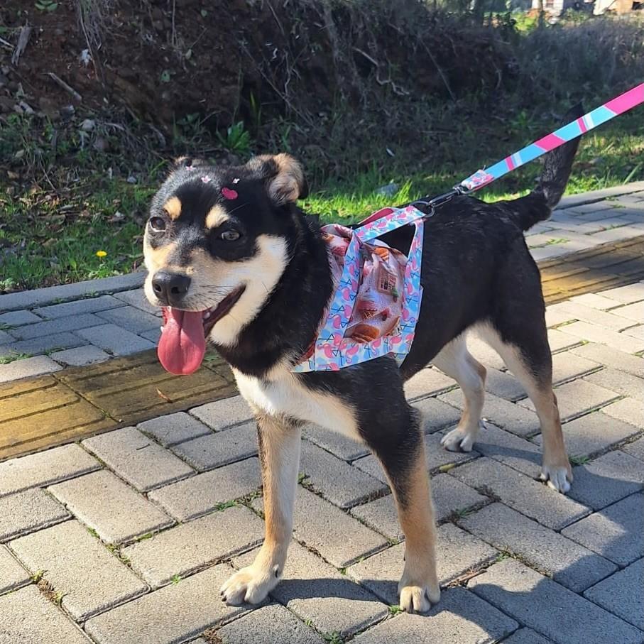 Serena, cadela de porte pequeno para adoção em Nova Petrópolis - RS