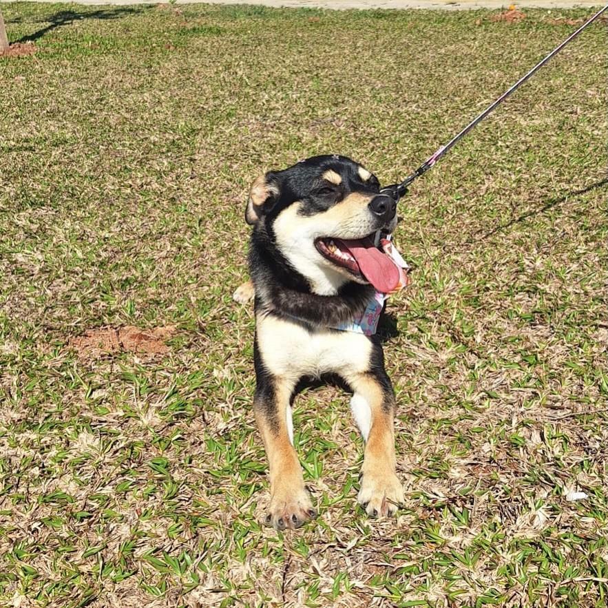 Serena, cadela de porte pequeno para adoção em Nova Petrópolis - RS — foto 2 de 3