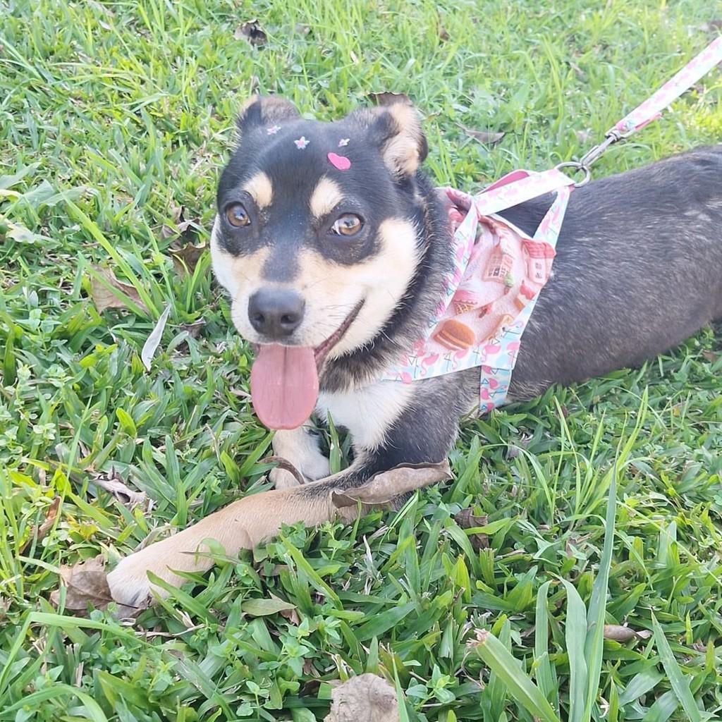 Serena, cadela de porte pequeno para adoção em Nova Petrópolis - RS — foto 3 de 3