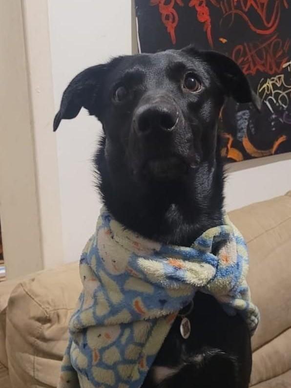 Baby, cachorro de porte grande para adoção em Nova Petrópolis - RS