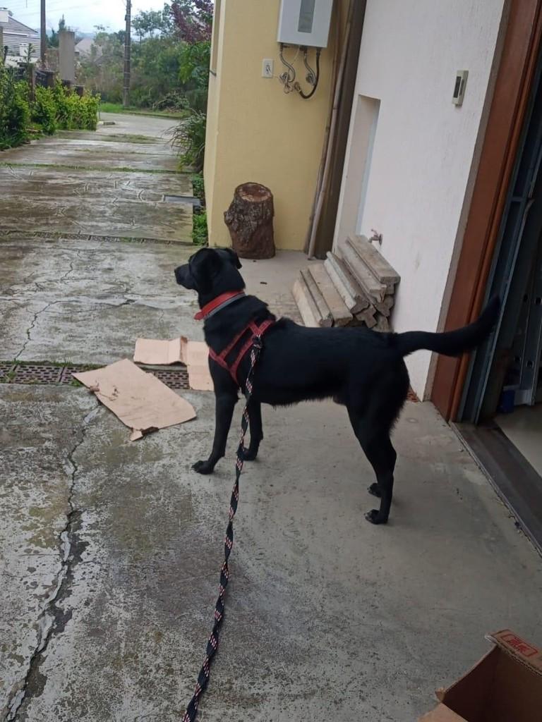 Baby, cachorro de porte grande para adoção em Nova Petrópolis - RS — foto 2 de 3
