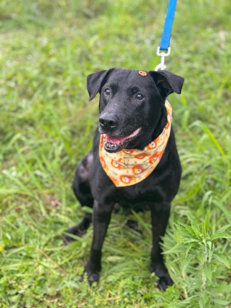 Preto, cachorro de porte médio para adoção em Nova Petrópolis - RS