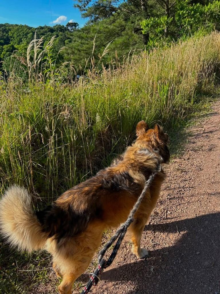Tomy, cachorro de porte médio para adoção em Nova Petrópolis - RS — foto 3 de 4