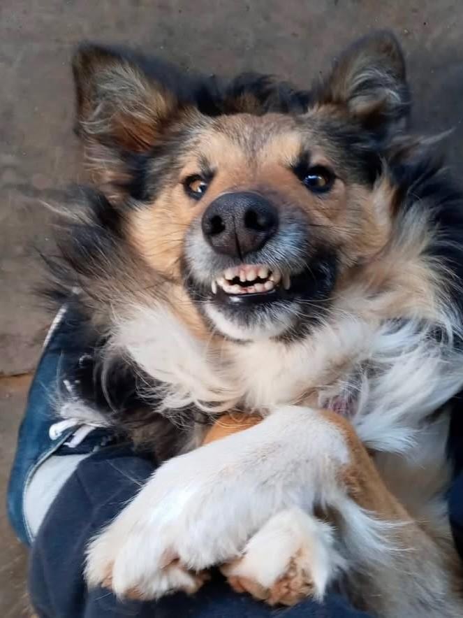 Tomy, cachorro de porte médio para adoção em Nova Petrópolis - RS — foto 4 de 4
