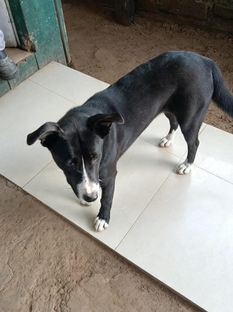 Kira, cadela de porte grande para adoção em Nova Petrópolis - RS