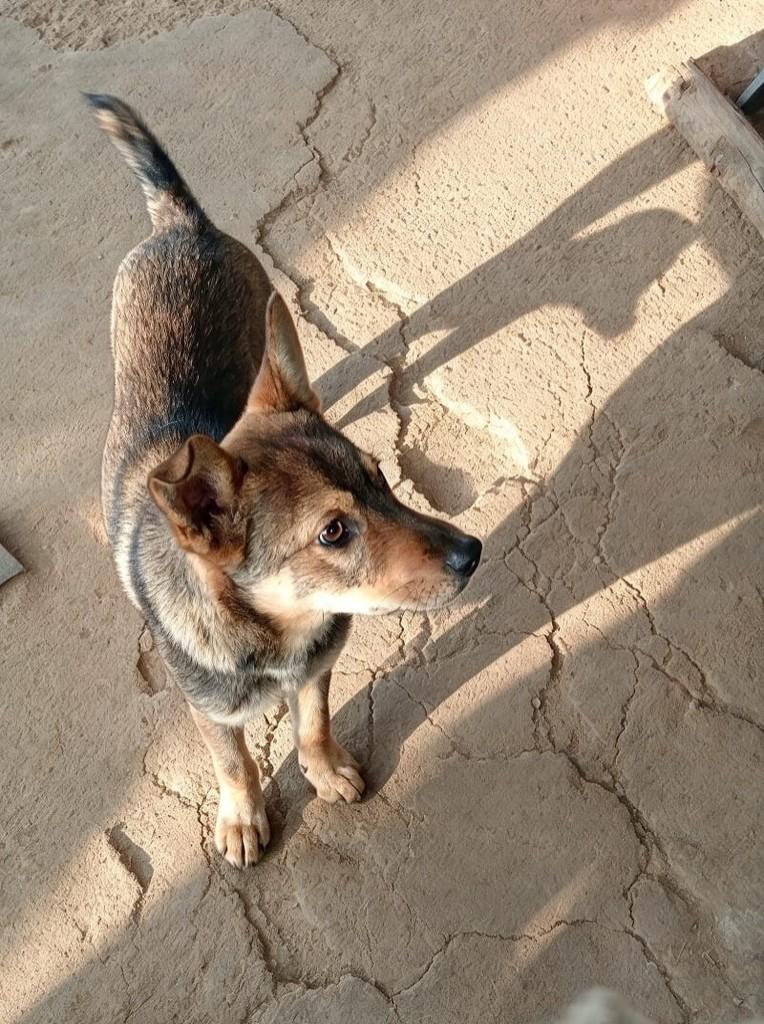 Tom, cachorro de porte médio para adoção em Nova Petrópolis - RS