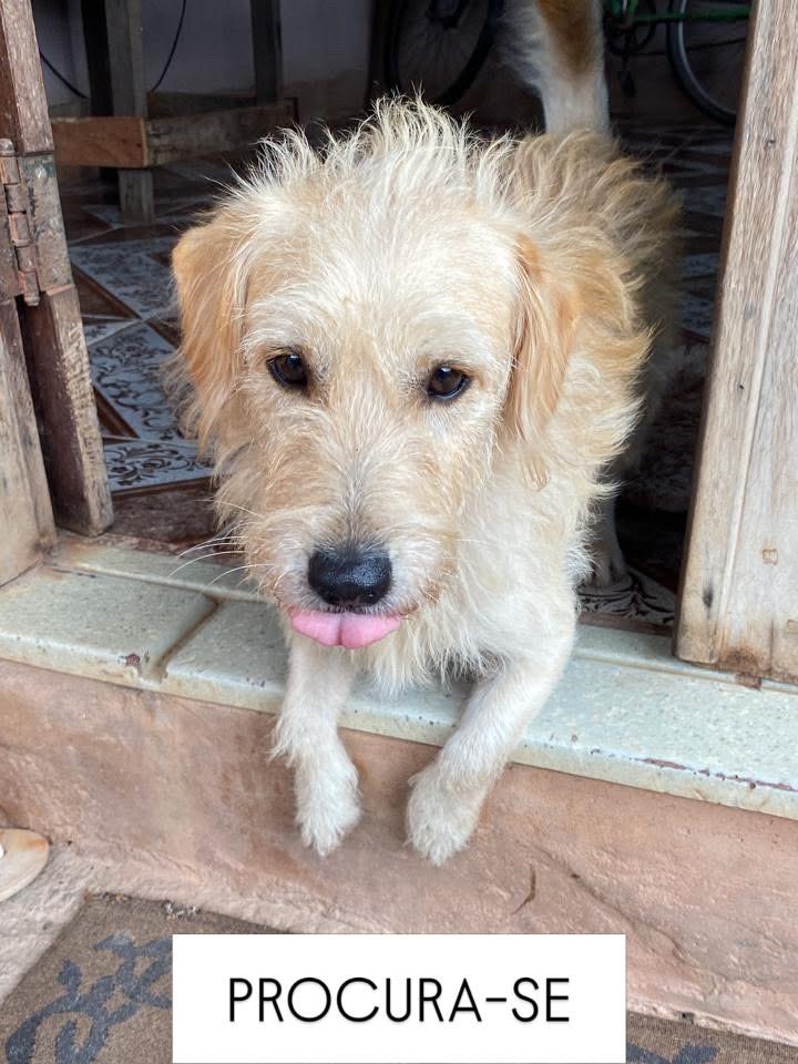 Sebastião, cachorro de porte pequeno para adoção em Santarém - PA