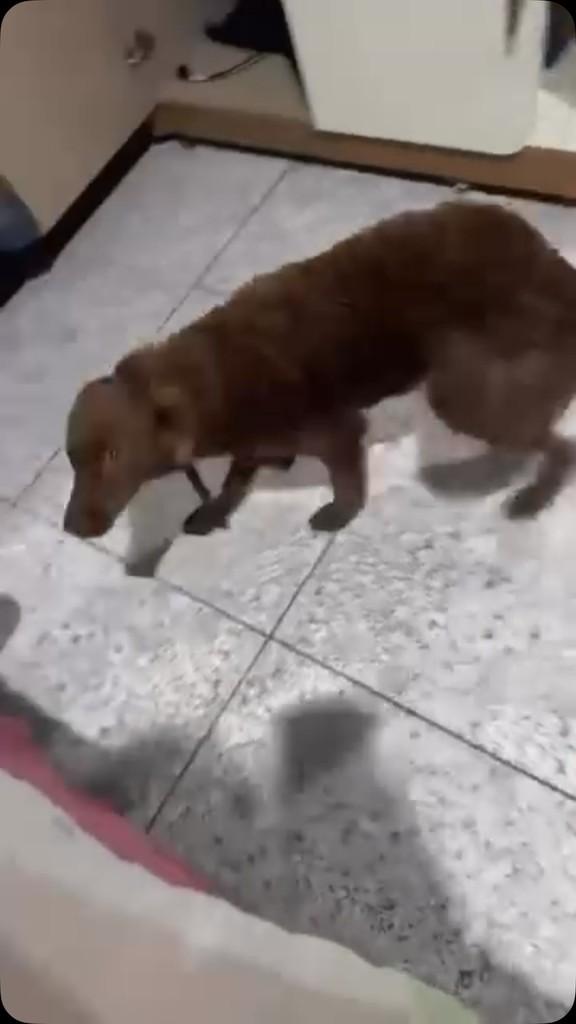 Princesinha, cachorro de porte médio para adoção em Santarém - PA