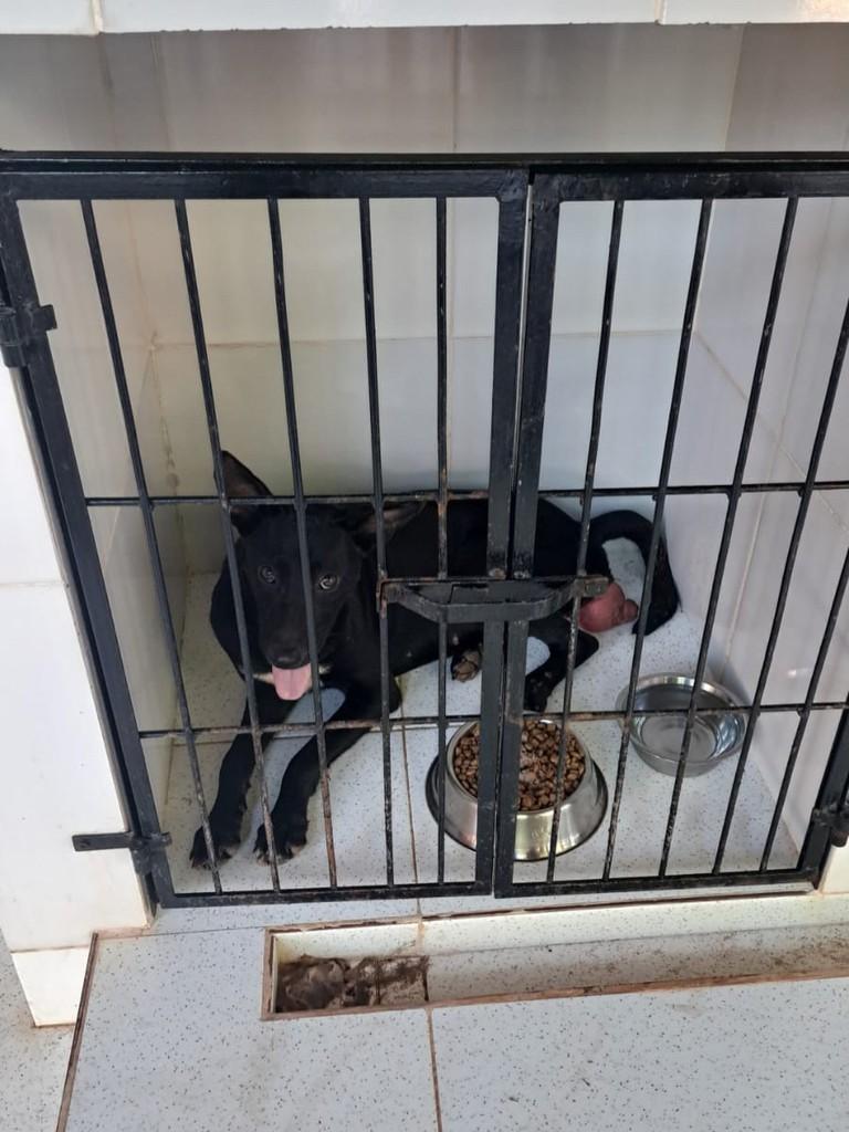 Princesa, cadela de porte médio para adoção em Santarém - PA