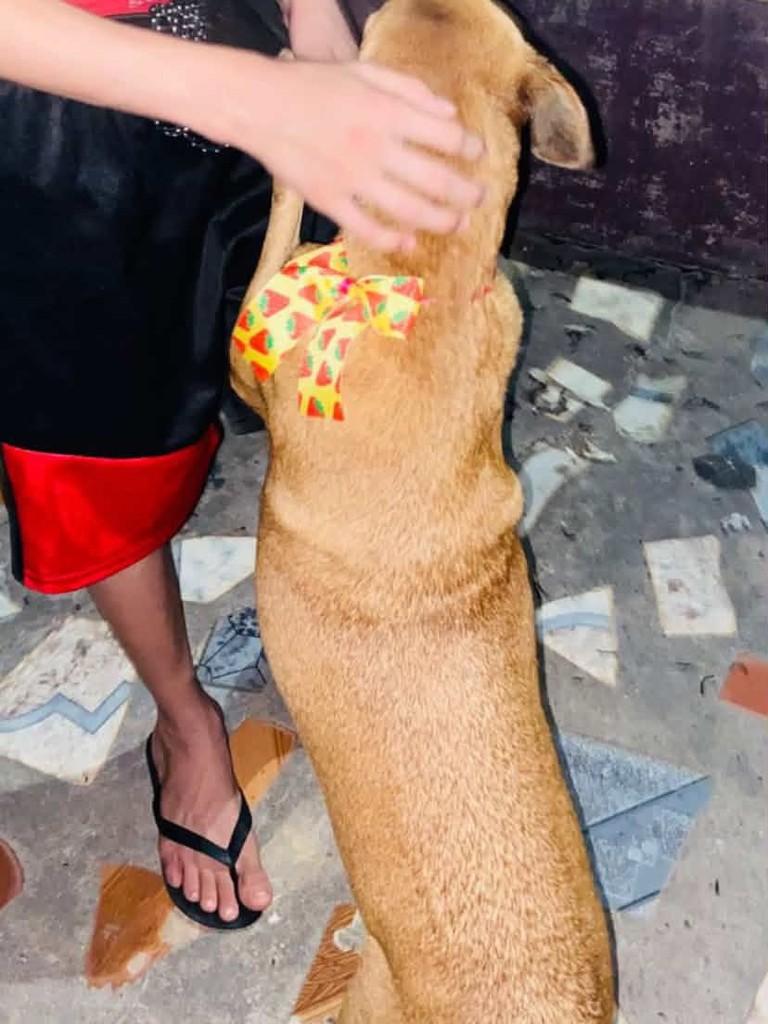 Ela, cachorro de porte médio para adoção em Santarém - PA