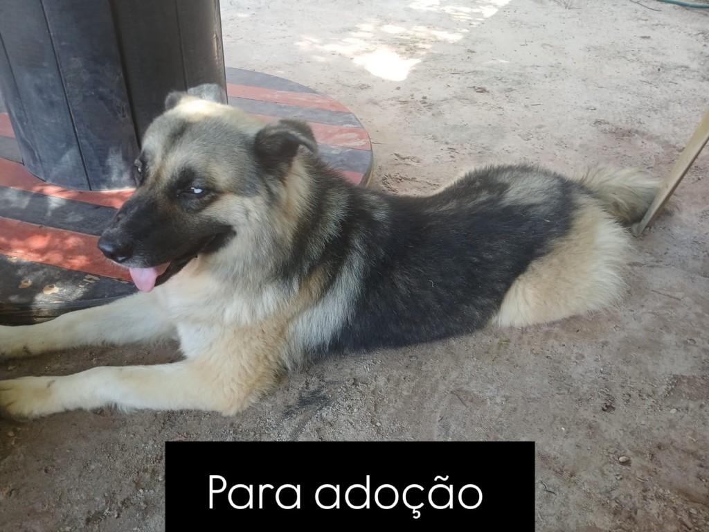 Hulk, cachorro de porte grande para adoção em Santarém - PA