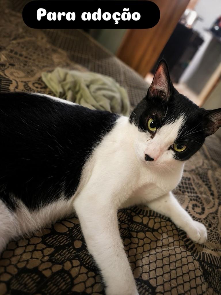 Pretinho, gato de porte médio para adoção em Santarém - PA