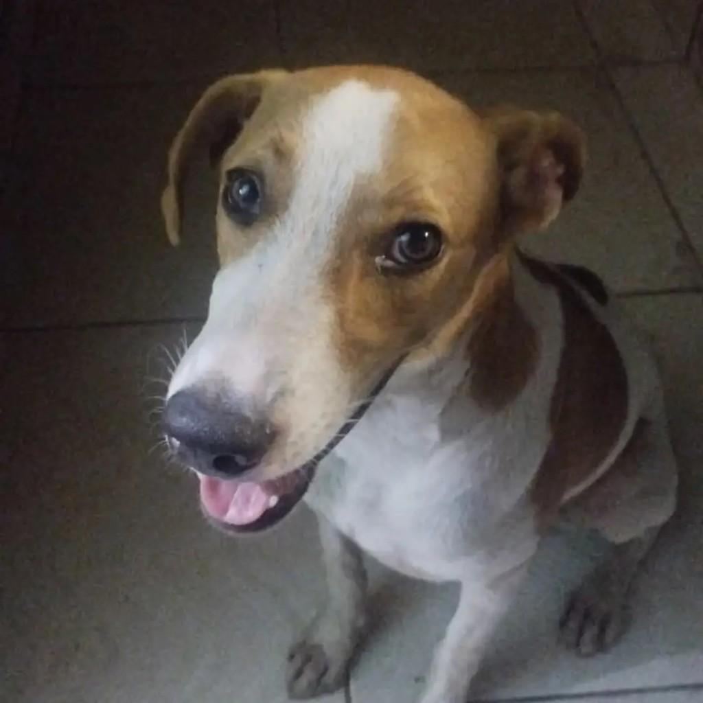 Milo, cachorro de porte pequeno para adoção em Santarém - PA