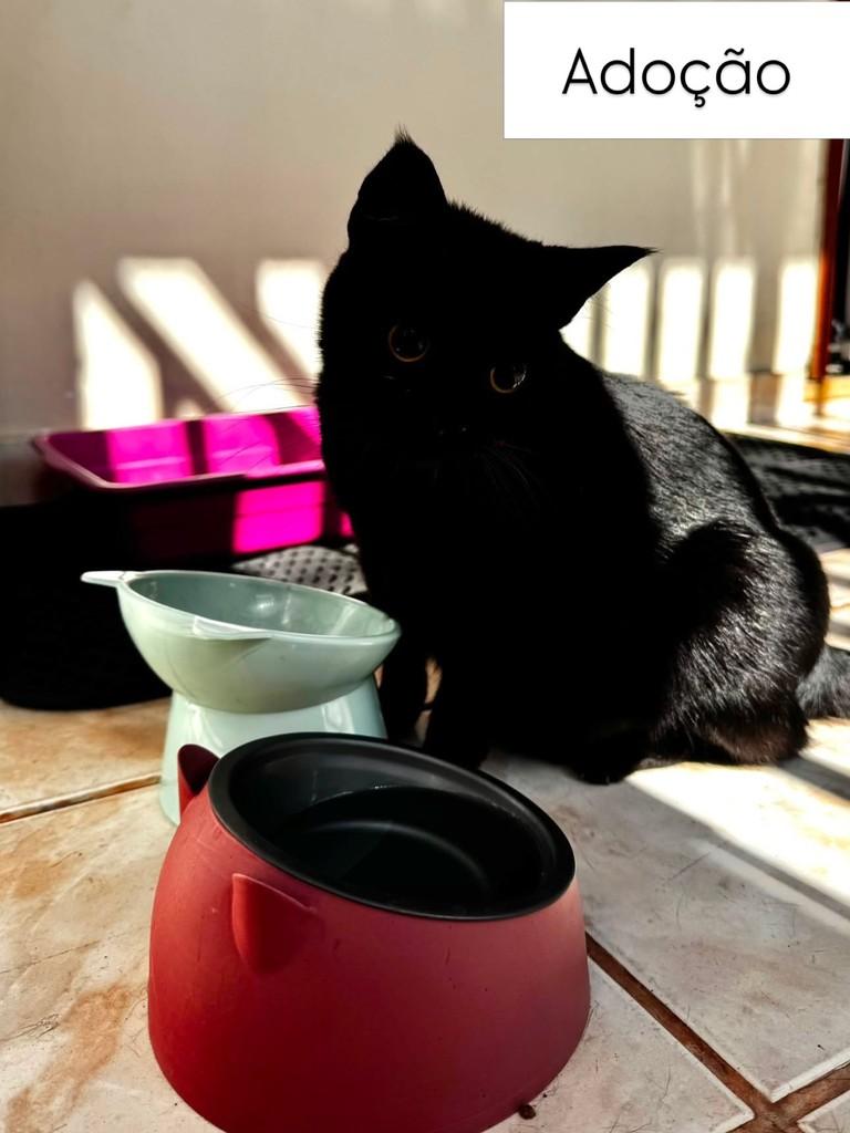 Lola, gato de porte médio para adoção em Santarém - PA