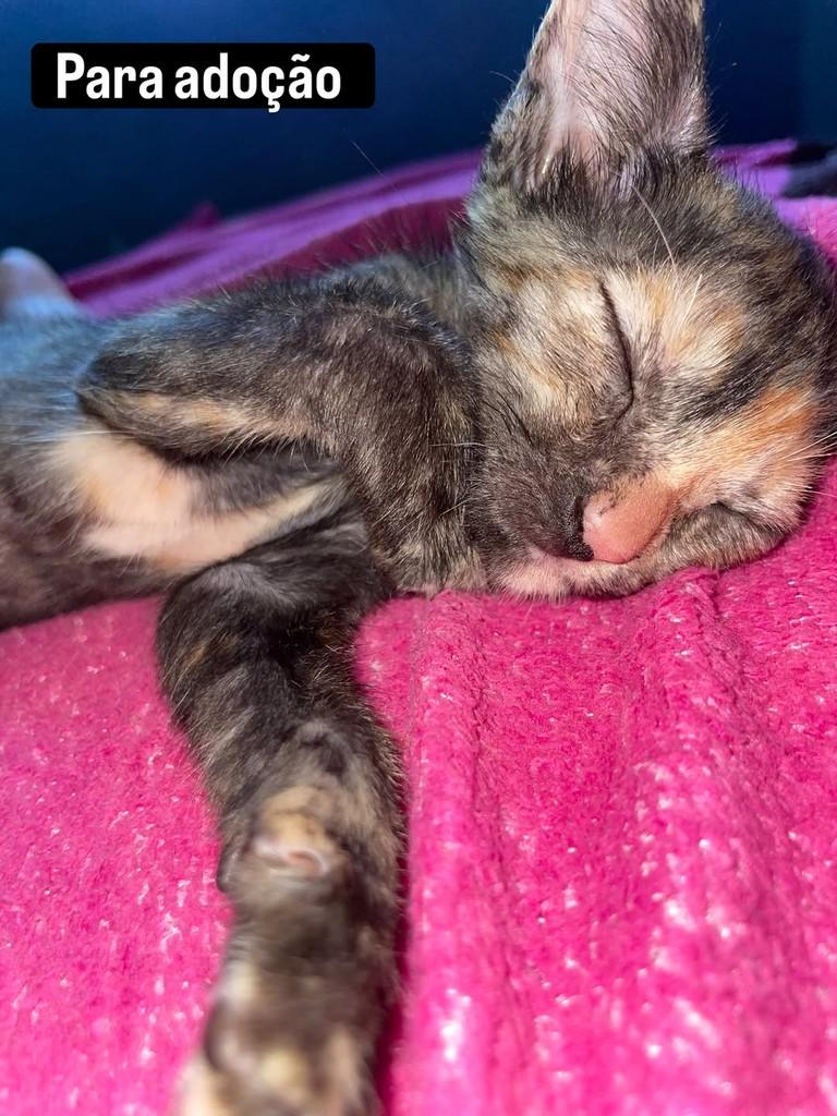 Princesinha, gato de porte pequeno para adoção em Santarém - PA