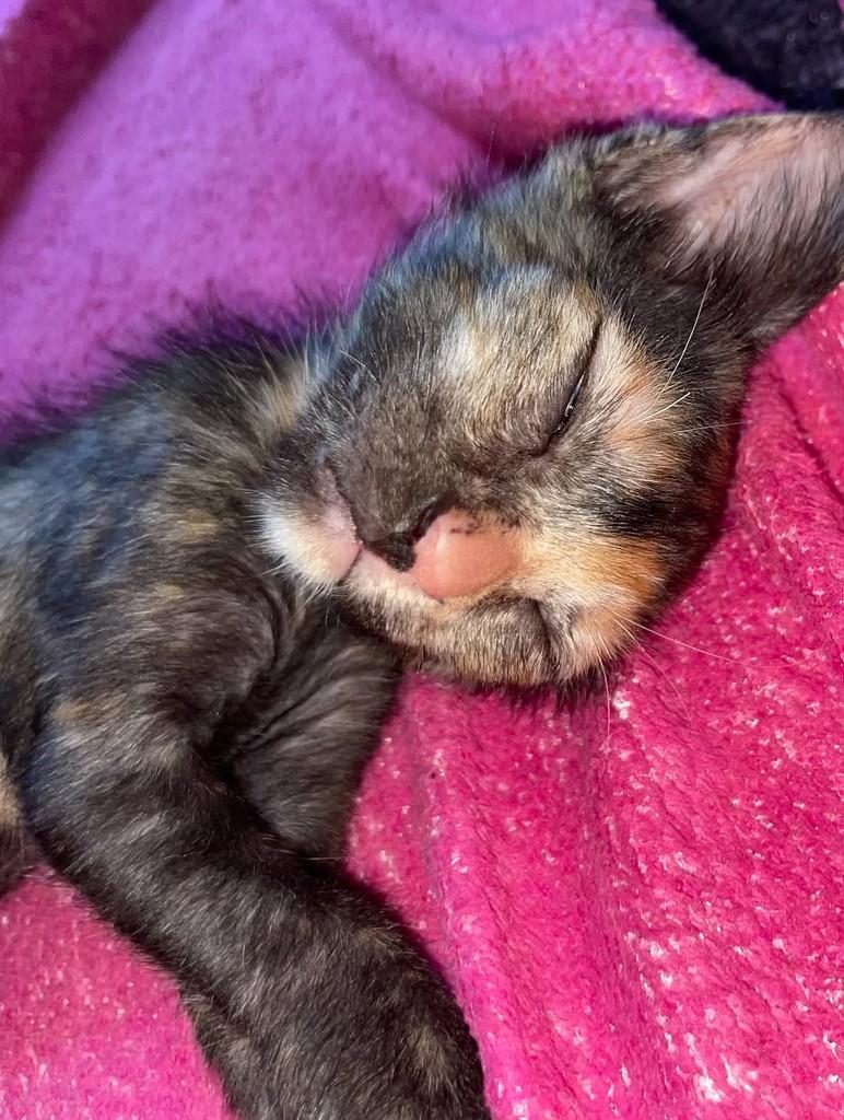 Princesinha, gato de porte pequeno para adoção em Santarém - PA — foto 2 de 3