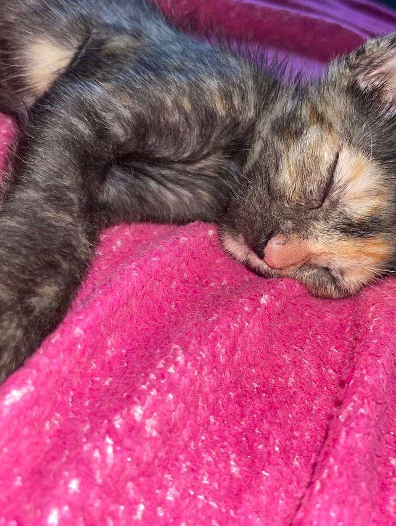 Princesinha, gato de porte pequeno para adoção em Santarém - PA — foto 3 de 3