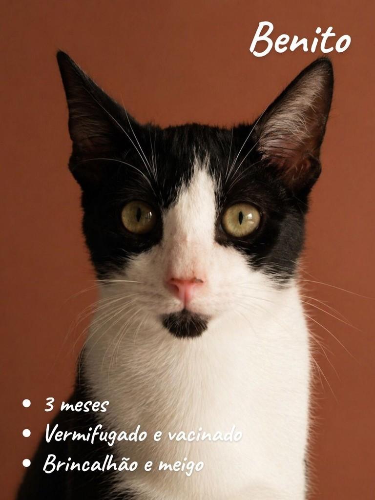Benito, gato de porte pequeno para adoção em Salvador - BA