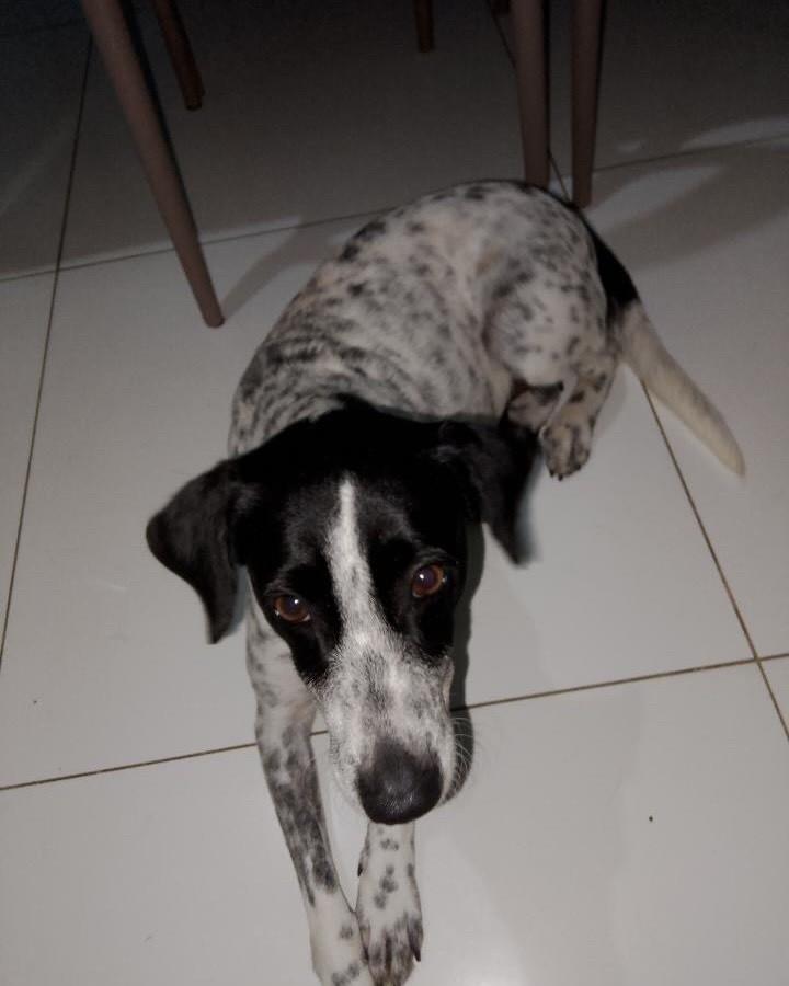 Cadelas, cachorro de porte médio para adoção em Salvador - BA