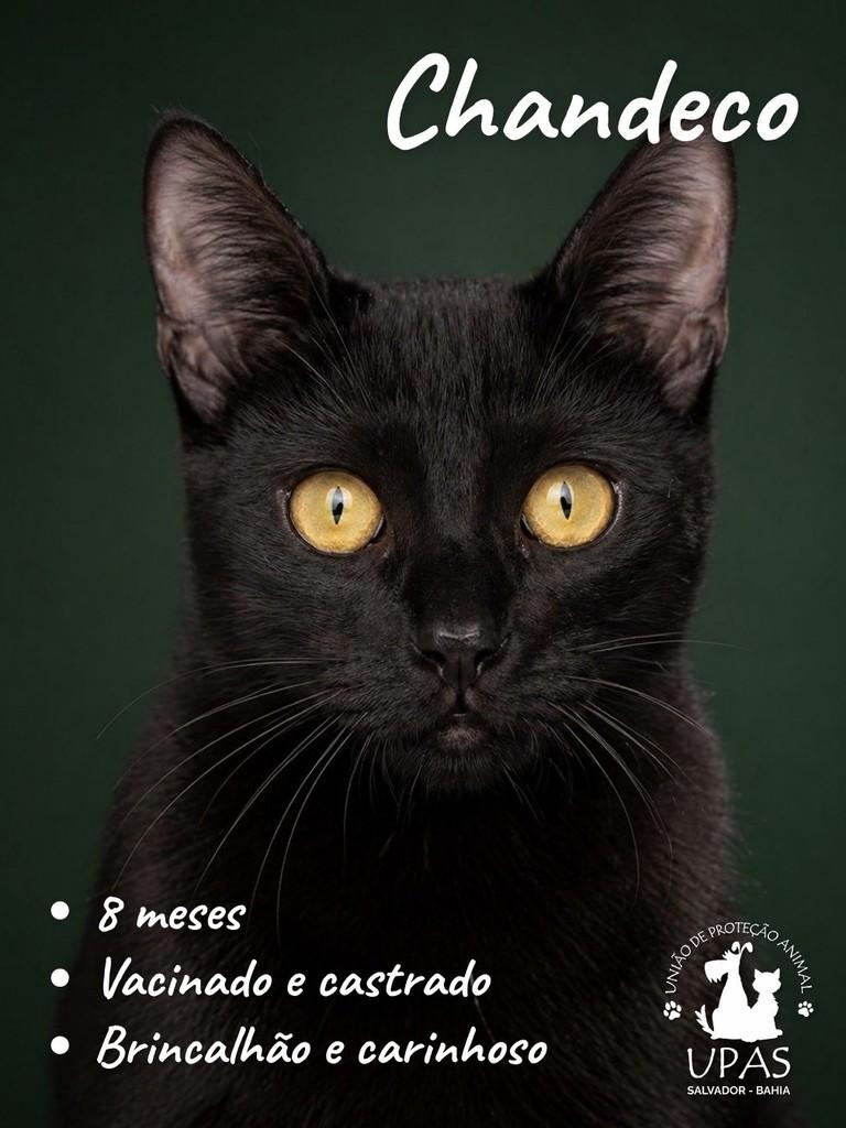Chandeco, gato para adoção em Salvador - BA