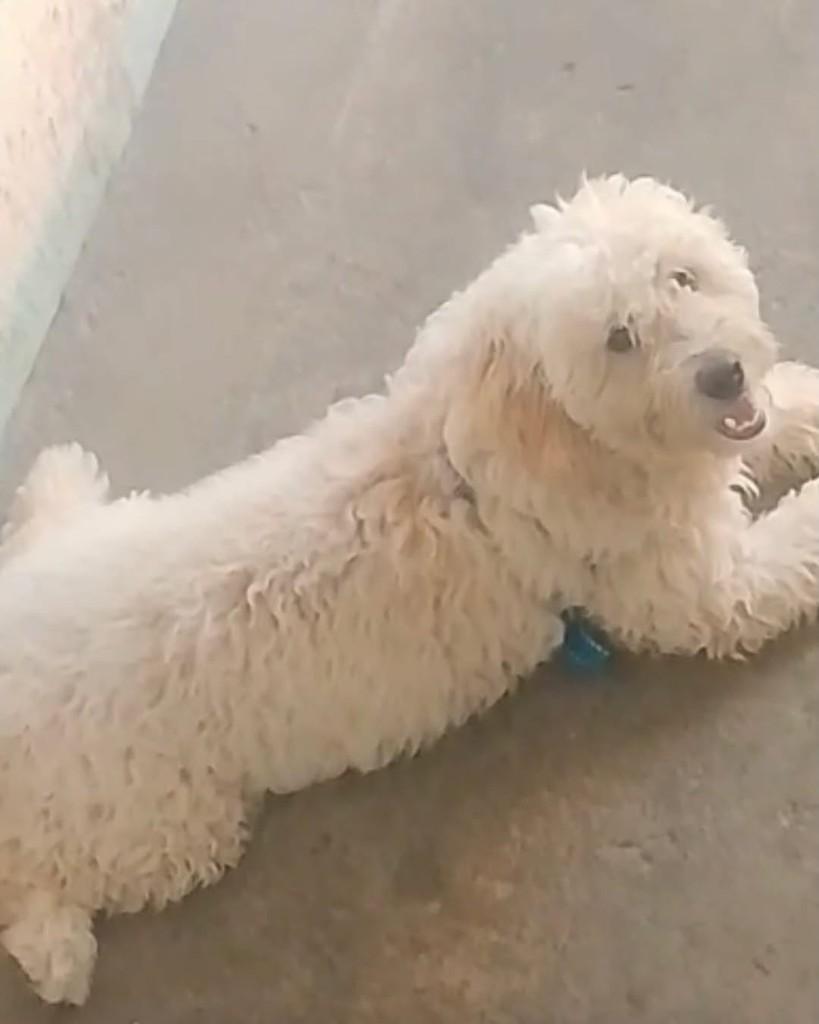 Podlle, cachorro de porte médio para adoção em Salvador - BA