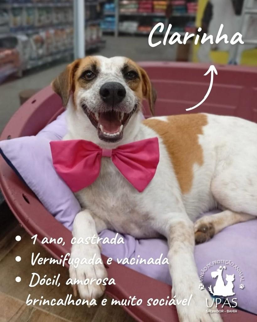 Clarinha, cachorro de porte médio para adoção em Salvador - BA