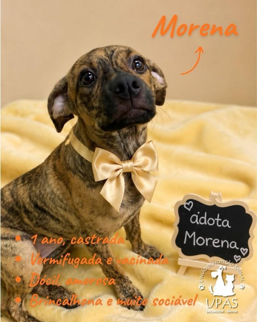 Morena, cachorro de porte pequeno para adoção em Salvador - BA