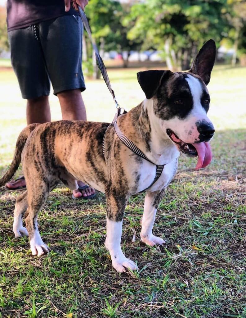 Saimon, cachorro de porte grande para adoção em Salvador - BA