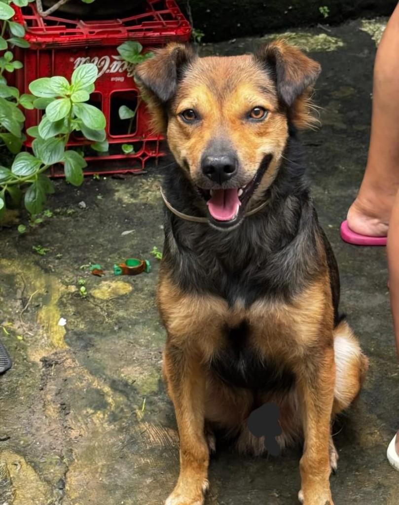 Caramelo, cachorro de porte médio para adoção em Salvador - BA