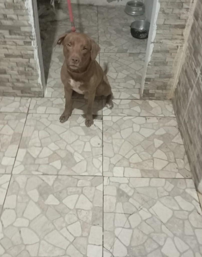 Trovão, cachorro de porte médio para adoção em Salvador - BA