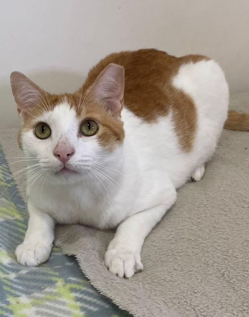 João, gato de porte médio para adoção em Salvador - BA