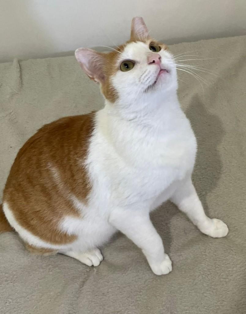 João, gato de porte médio para adoção em Salvador - BA — foto 2 de 5