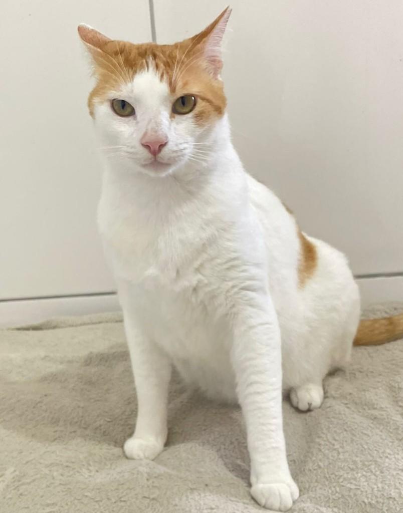 João, gato de porte médio para adoção em Salvador - BA — foto 3 de 5