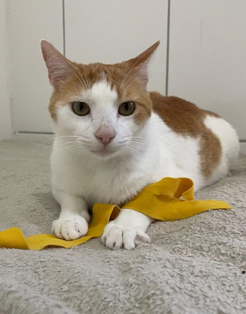 João, gato de porte médio para adoção em Salvador - BA — foto 4 de 5