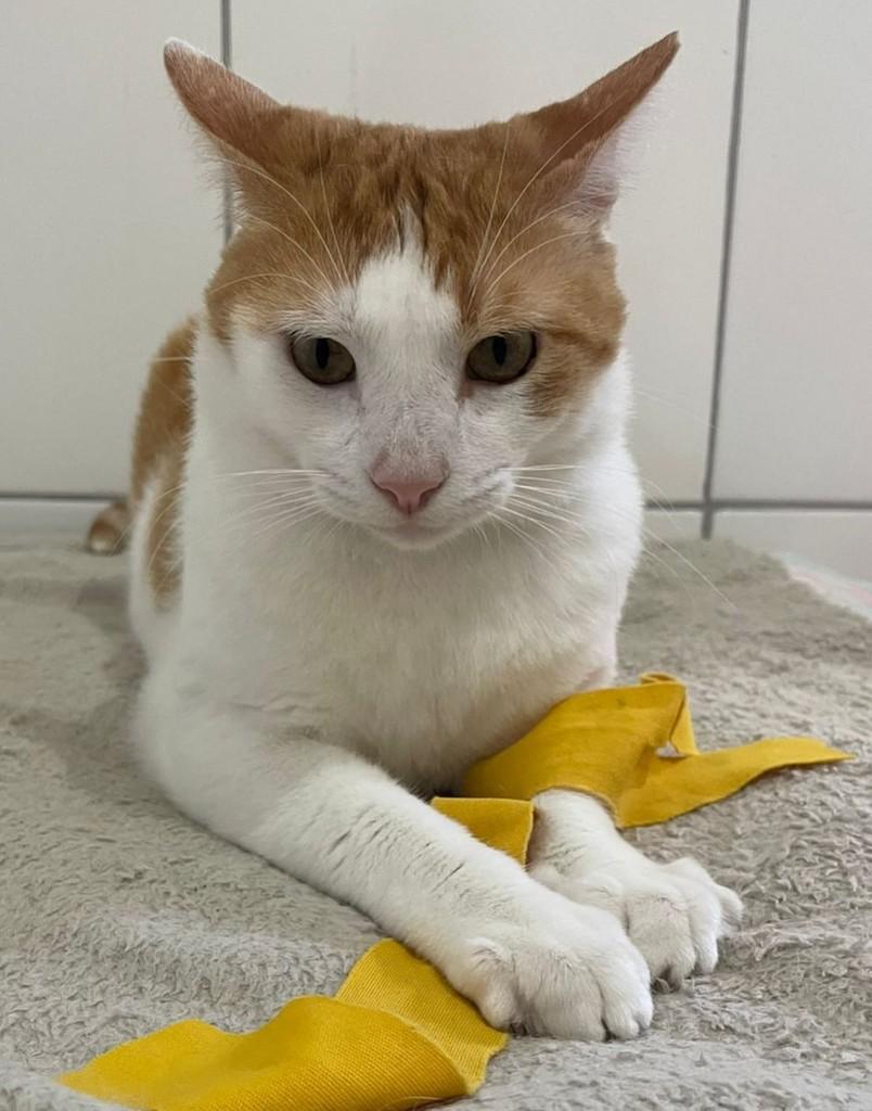 João, gato de porte médio para adoção em Salvador - BA — foto 5 de 5