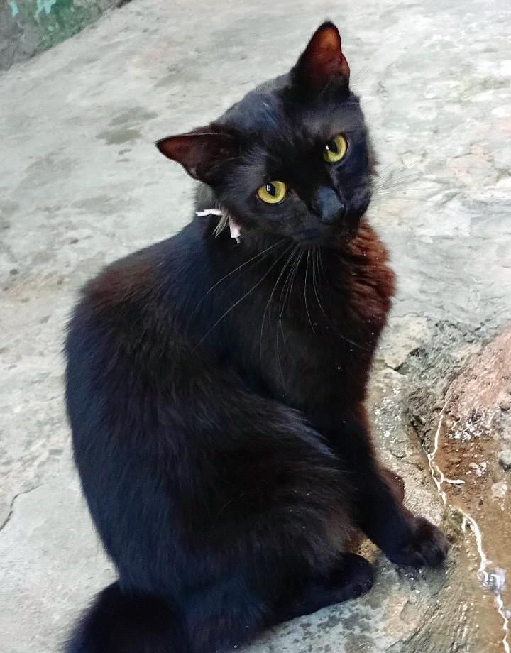 Nix, gato de porte pequeno para adoção em Salvador - BA