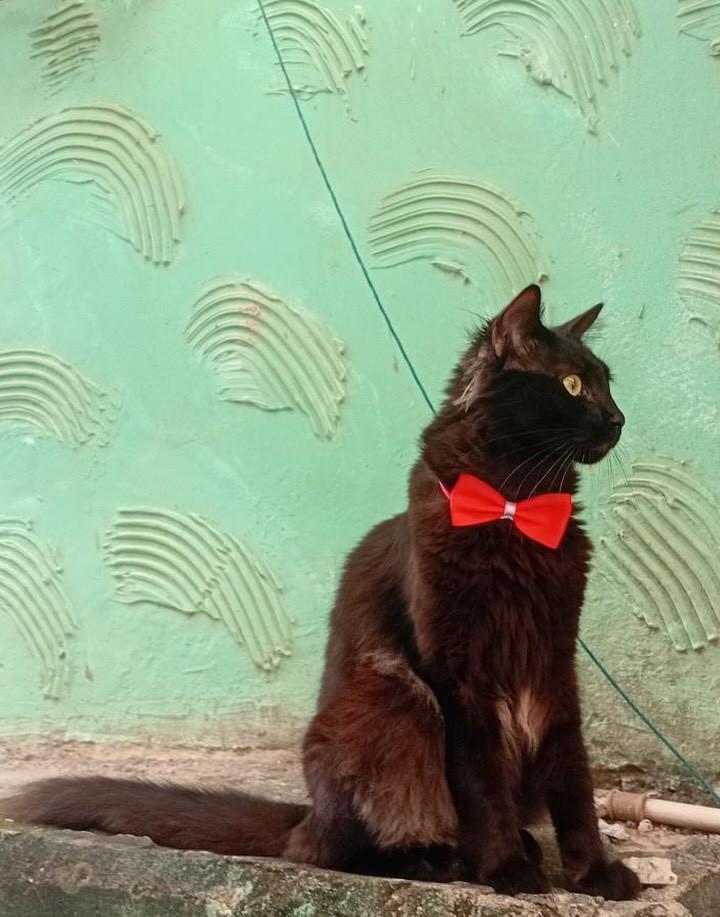 Nix, gato de porte pequeno para adoção em Salvador - BA — foto 2 de 3