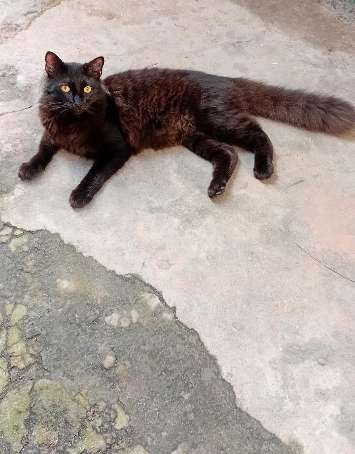 Nix, gato de porte pequeno para adoção em Salvador - BA — foto 3 de 3