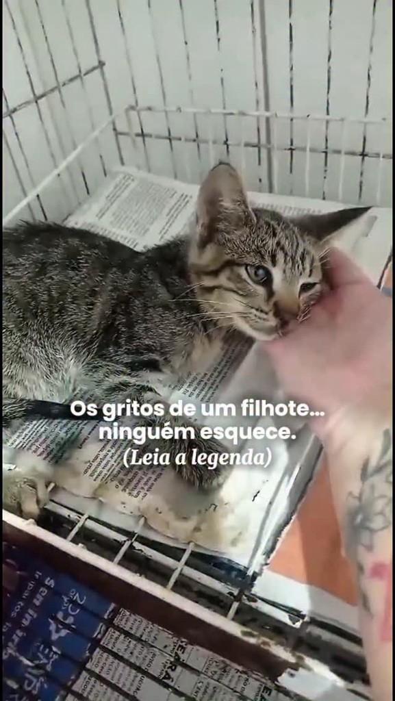 Netuno, gato de porte pequeno para adoção em Fortaleza - CE