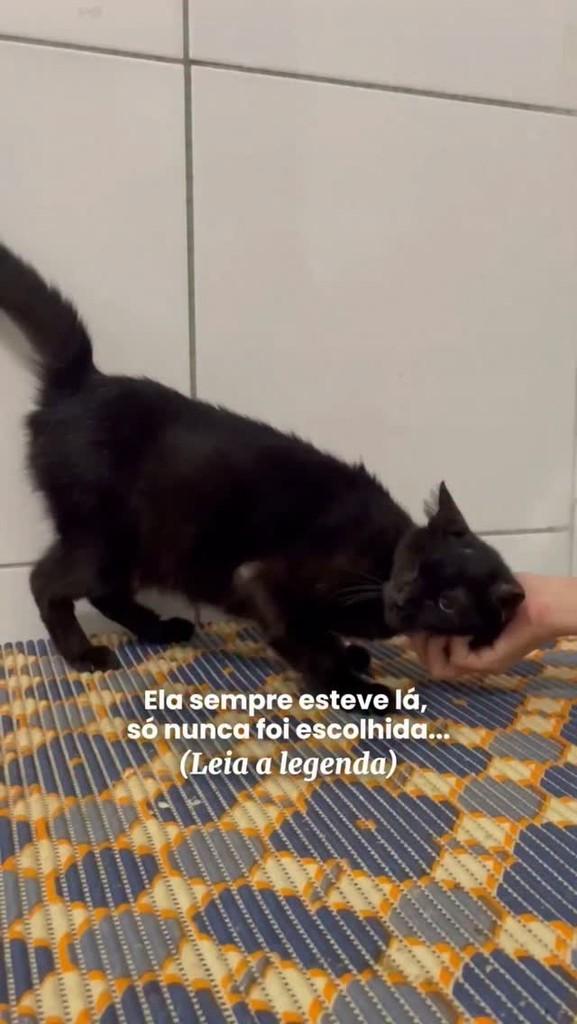 Bruninha, gata de porte médio para adoção em Fortaleza - CE