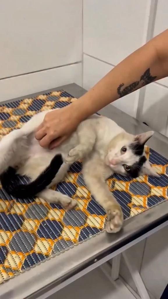 Bartolomeu, gato de porte médio para adoção em Fortaleza - CE