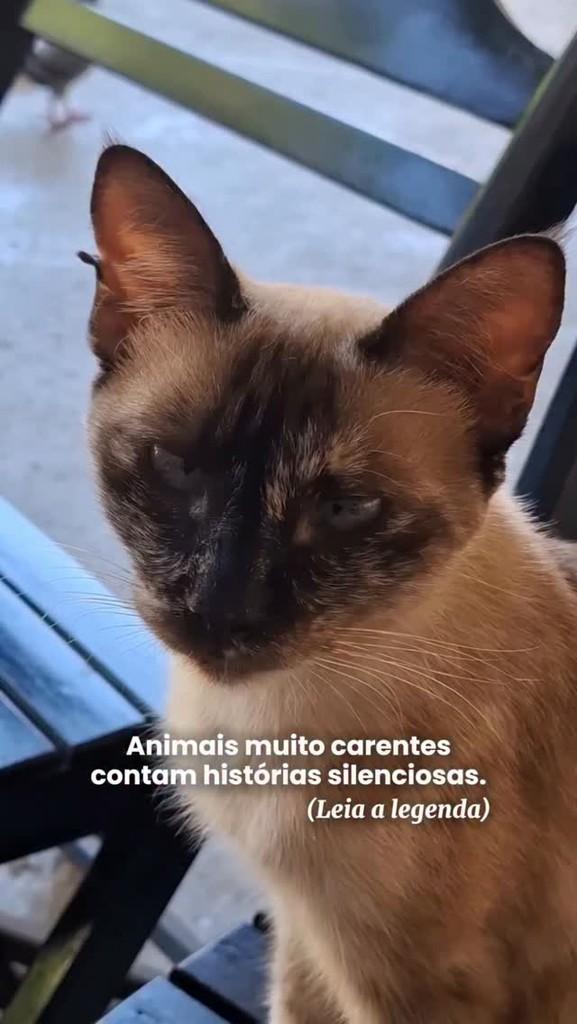 Jasmin, gata para adoção em Fortaleza - CE