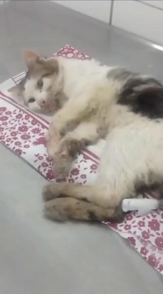 Cupido, gato de porte médio para adoção em Fortaleza - CE