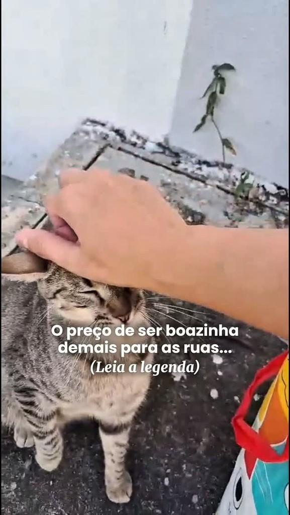 Kyra, gata de porte pequeno para adoção em Fortaleza - CE