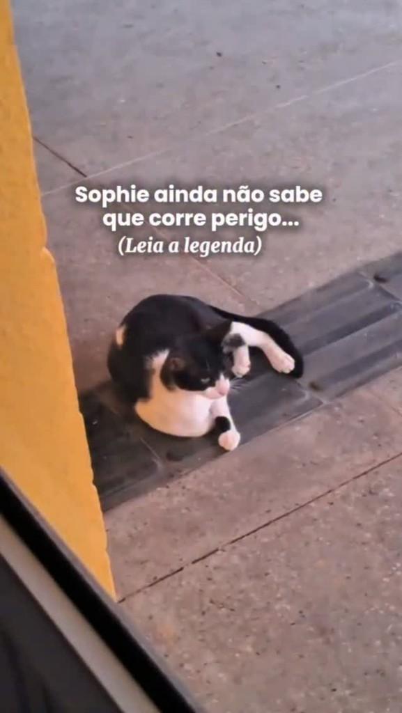 Sophie, gata de porte pequeno para adoção em Fortaleza - CE